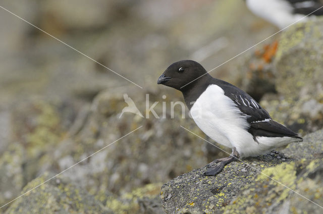 Little Auk (Alle alle)