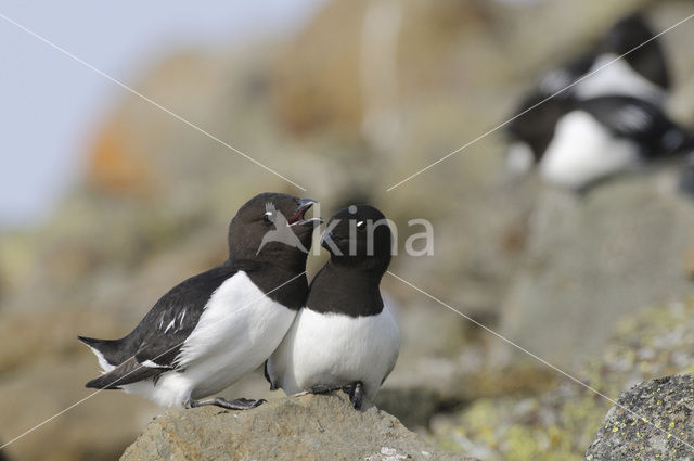 Little Auk (Alle alle)