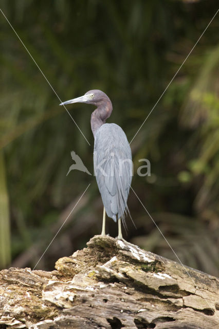 Kleine blauwe reiger (Egretta caerulea)