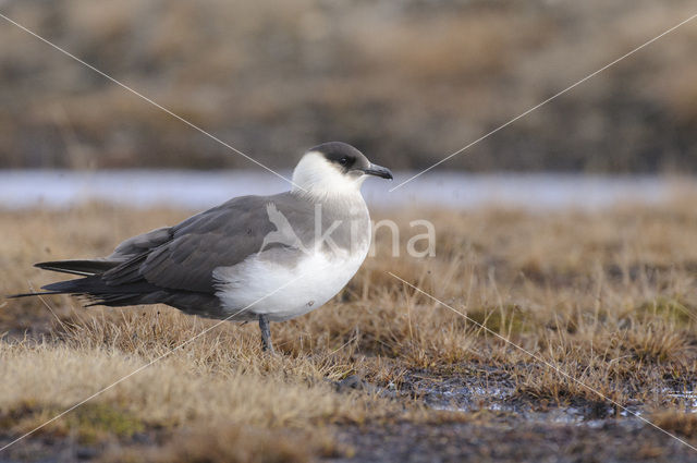 Parasitic Jaeger (Stercorarius parasiticus)