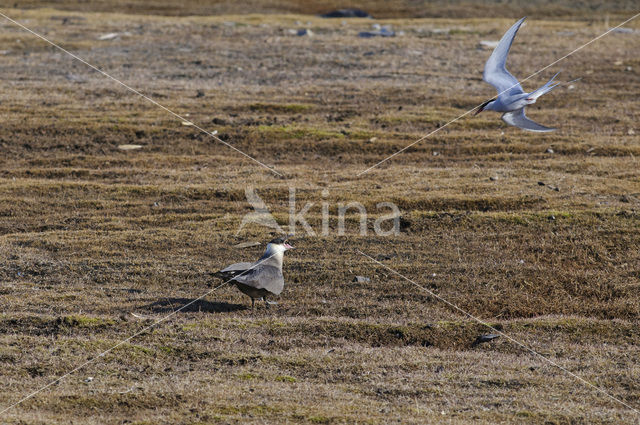 Parasitic Jaeger (Stercorarius parasiticus)