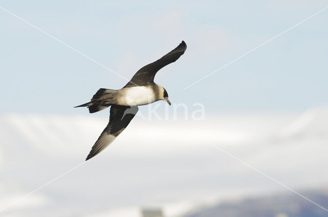 Parasitic Jaeger (Stercorarius parasiticus)