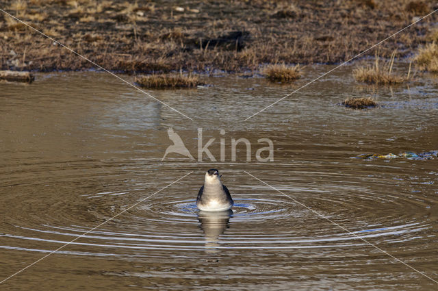 Parasitic Jaeger (Stercorarius parasiticus)