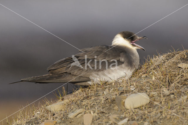 Parasitic Jaeger (Stercorarius parasiticus)