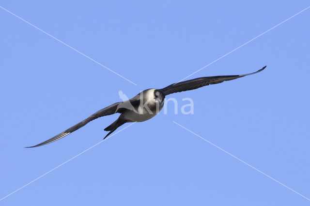 Parasitic Jaeger (Stercorarius parasiticus)