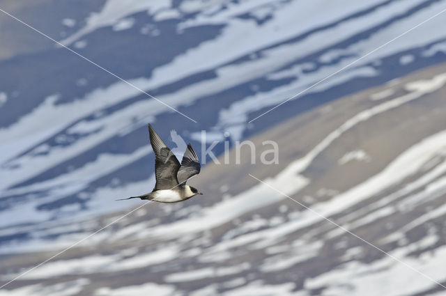 Parasitic Jaeger (Stercorarius parasiticus)