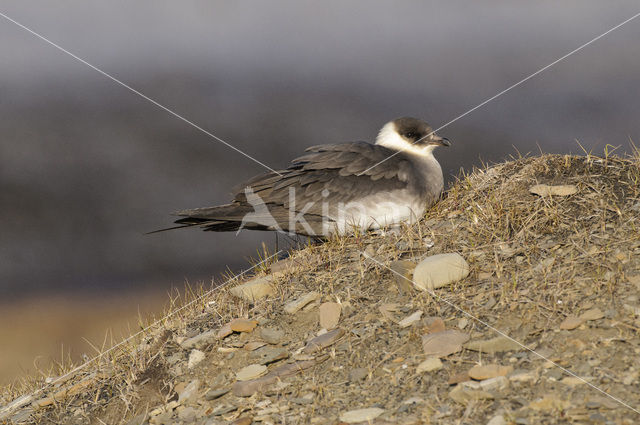 Parasitic Jaeger (Stercorarius parasiticus)