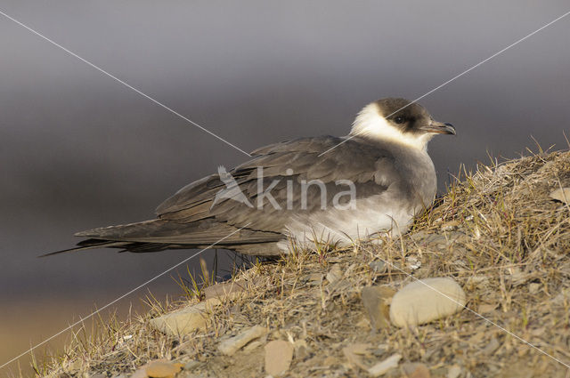 Parasitic Jaeger (Stercorarius parasiticus)