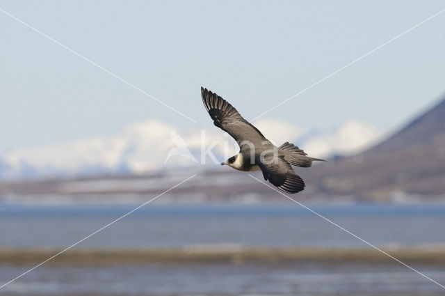 Parasitic Jaeger (Stercorarius parasiticus)