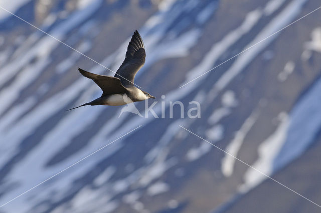 Parasitic Jaeger (Stercorarius parasiticus)