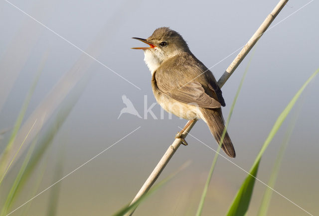 Eurasian Reed-Warbler (Acrocephalus scirpaceus)