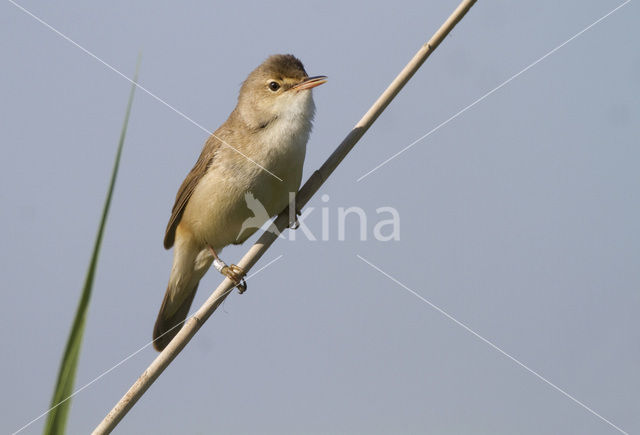 Eurasian Reed-Warbler (Acrocephalus scirpaceus)