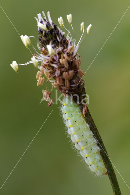 kleine sint-jansvlinder (Zygaena viciae)