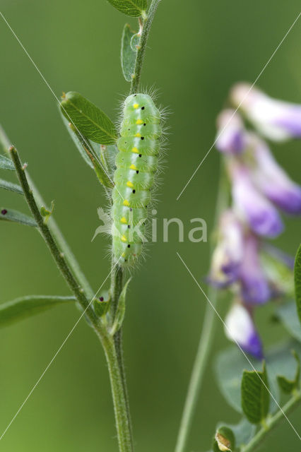 kleine sint-jansvlinder (Zygaena viciae)