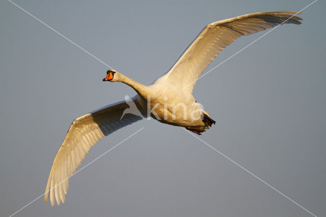 Knobbelzwaan (Cygnus olor)