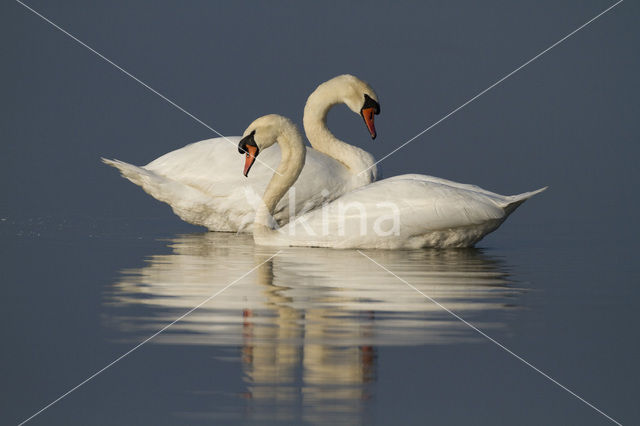 Knobbelzwaan (Cygnus olor)