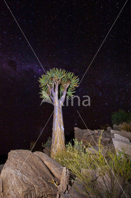 Quiver Tree (Aloe dichotoma)