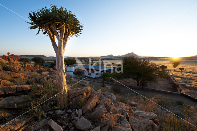 Quiver Tree (Aloe dichotoma)