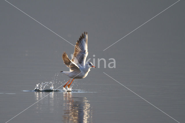 Black-headed Gull (Larus ridibundus)