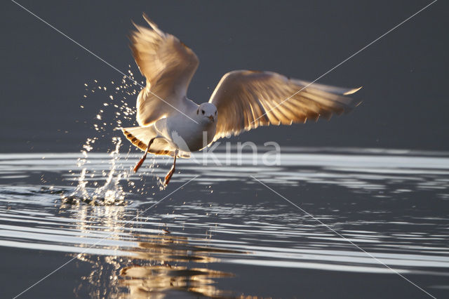 Black-headed Gull (Larus ridibundus)