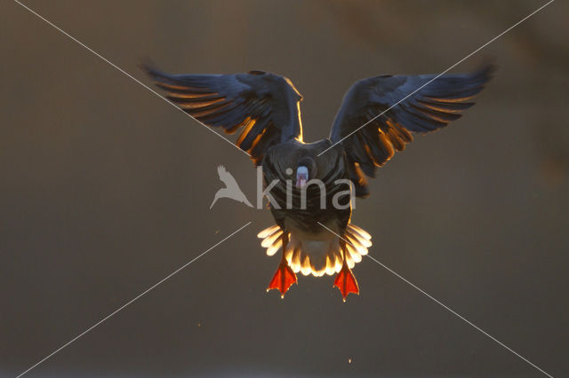 White-fronted goose (Anser albifrons)