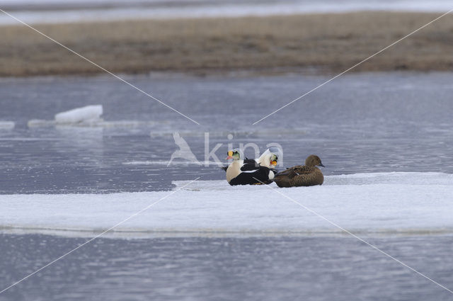 King Eider (Somateria spectabilis)