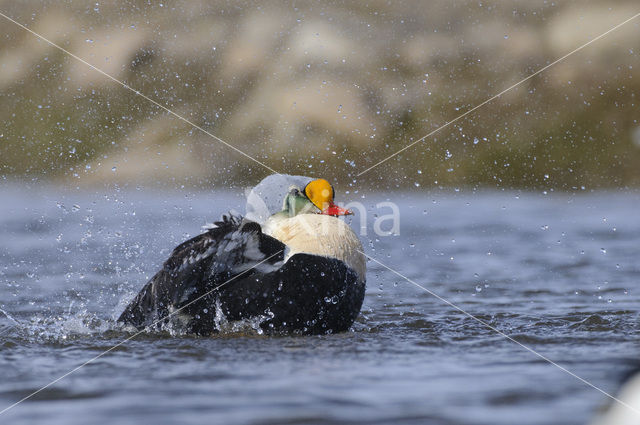 King Eider (Somateria spectabilis)