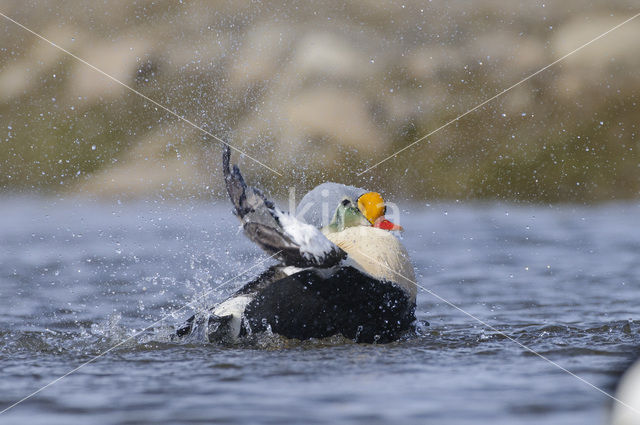 King Eider (Somateria spectabilis)