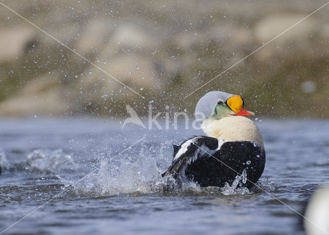 King Eider (Somateria spectabilis)