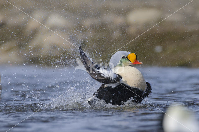 King Eider (Somateria spectabilis)