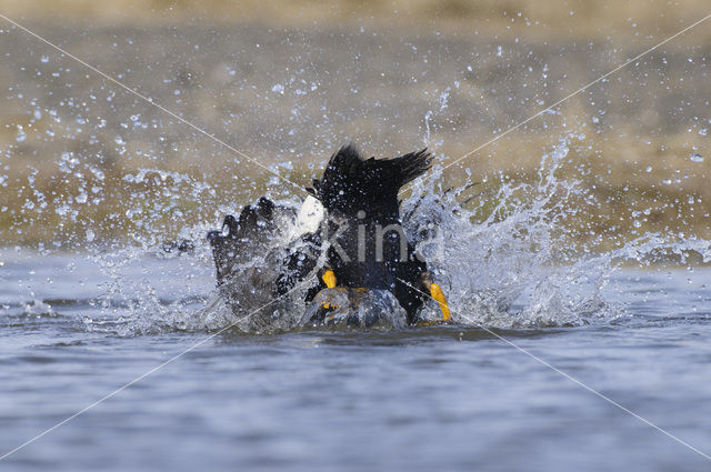 King Eider (Somateria spectabilis)