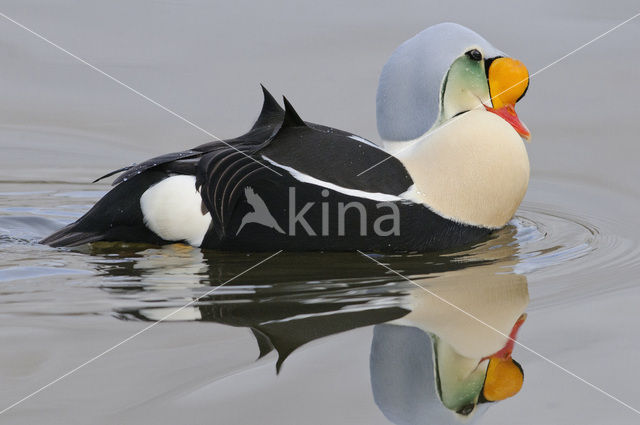 King Eider (Somateria spectabilis)