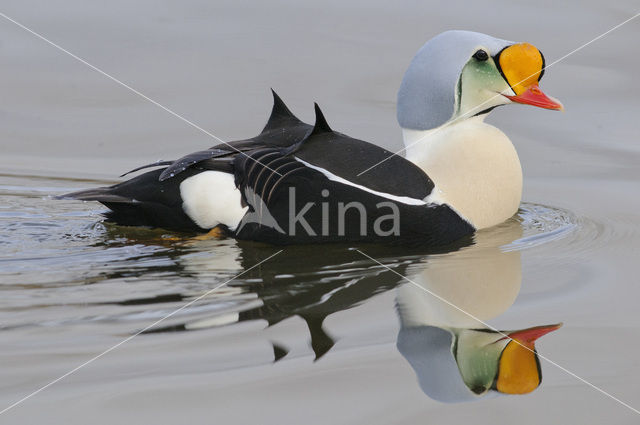 King Eider (Somateria spectabilis)