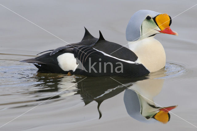 King Eider (Somateria spectabilis)