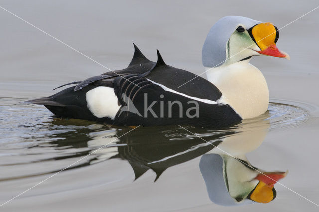 King Eider (Somateria spectabilis)