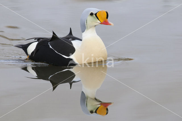 King Eider (Somateria spectabilis)