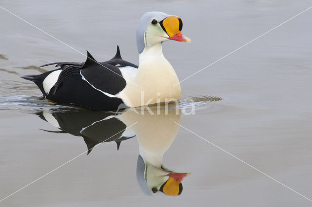 King Eider (Somateria spectabilis)