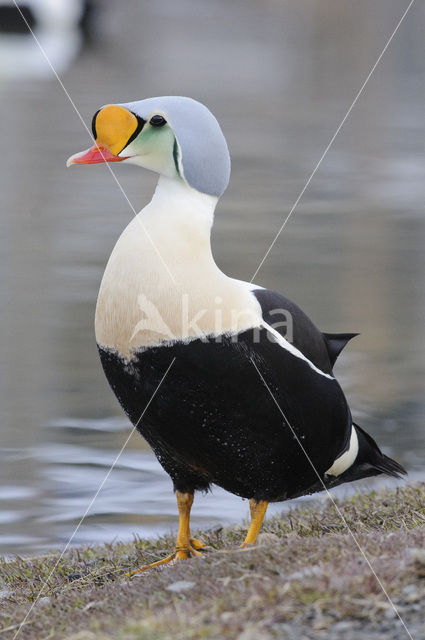 King Eider (Somateria spectabilis)