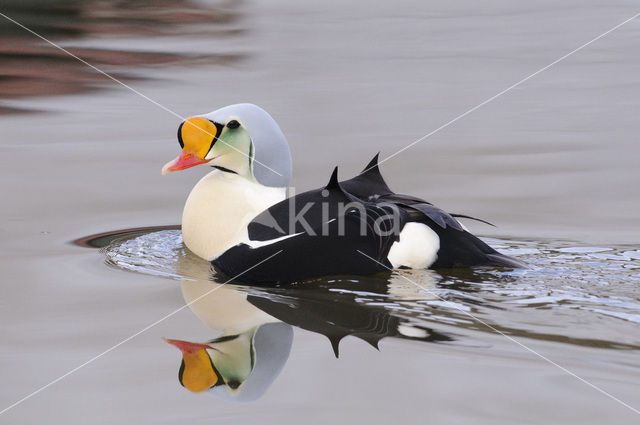 King Eider (Somateria spectabilis)