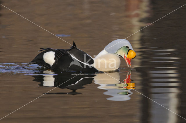 King Eider (Somateria spectabilis)