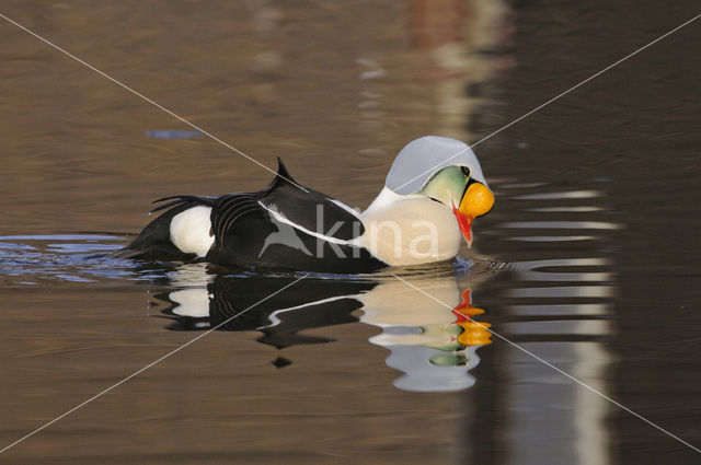 King Eider (Somateria spectabilis)