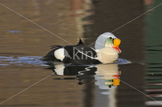 King Eider (Somateria spectabilis)