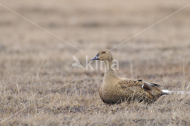 King Eider (Somateria spectabilis)