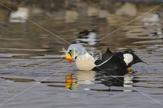 King Eider (Somateria spectabilis)