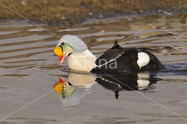 King Eider (Somateria spectabilis)