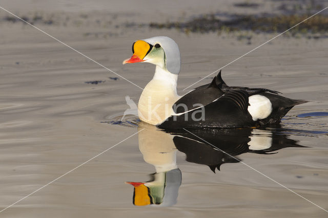 King Eider (Somateria spectabilis)