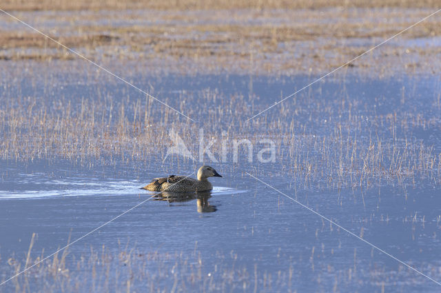 King Eider (Somateria spectabilis)