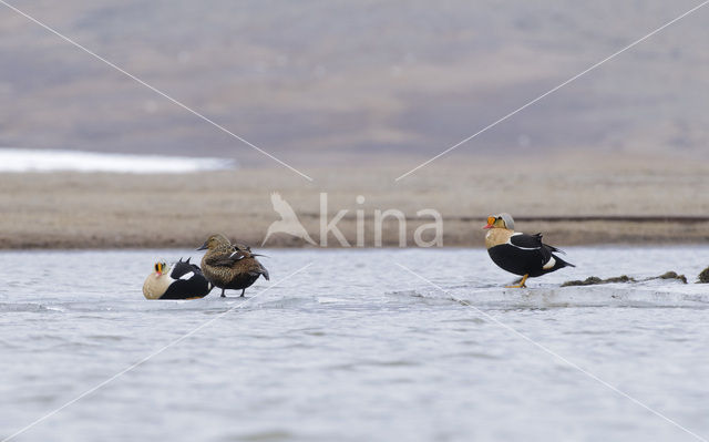 King Eider (Somateria spectabilis)