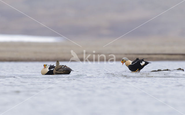 King Eider (Somateria spectabilis)