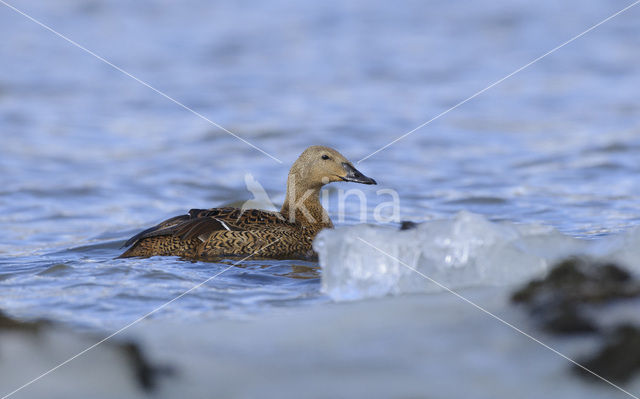 King Eider (Somateria spectabilis)